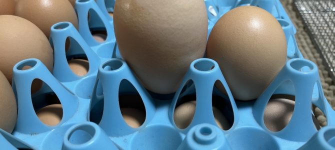 卵のサイズと雛の関係はいかに？